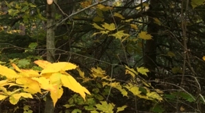 Algoma Wiisconsin In Fall