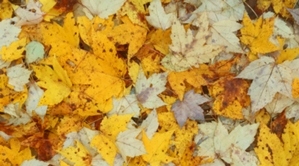 Algoma Wiisconsin In Fall