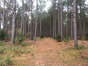 Hiking North of Algoma