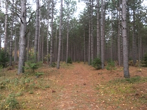 Hiking North of Algoma