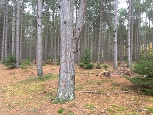 Hiking North of Algoma