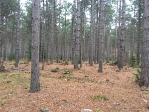 Hiking North of Algoma